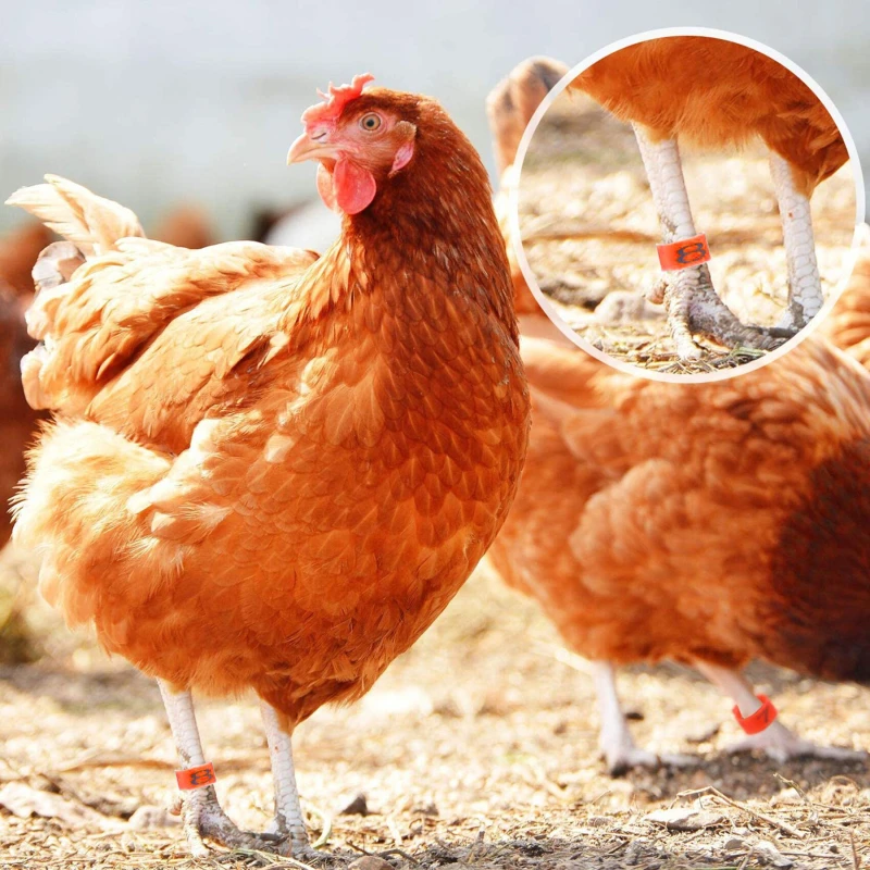 

100pcs/package Bird Pigeon Foot Ring Colorful Identification Ring Opening Poultry Foot Identification Tool