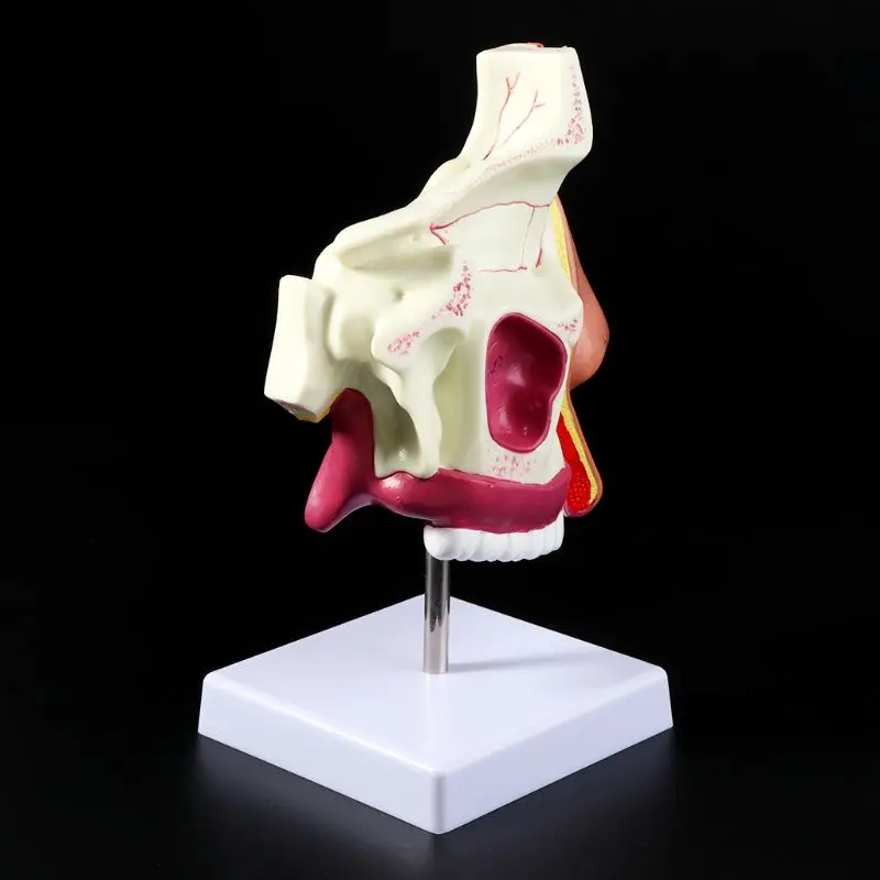 

Human Nasal Cavity Anatomy Model Medical Nose Cavity Structure For Science Classroom Study Display Teaching
