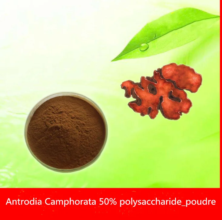 Мощный анти-рак экстракт Antrodia Cinnamomea 50% порошок с полисахаридом защита