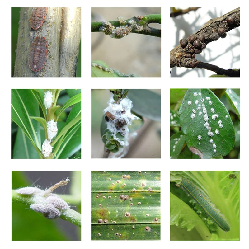 Цельнокроеное платье вредных насекомых вредителей порошок червь большой убийца