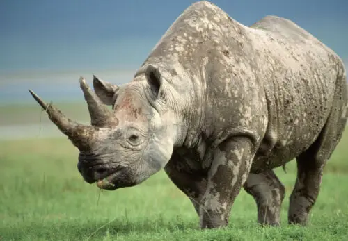 Животные носороги Шелковый плакат с художественной печатью для домашнего декора