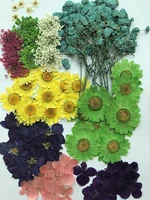 60pcs assorted dried pressed flowers plant herbarium for jewelry photo frame phone case bookmark craft making mix 1