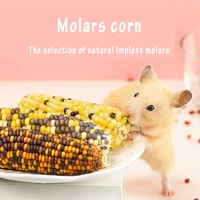 5pcs mini corn cob rabbit hamster chinchilla molars cereal snack hamster snack pet toy