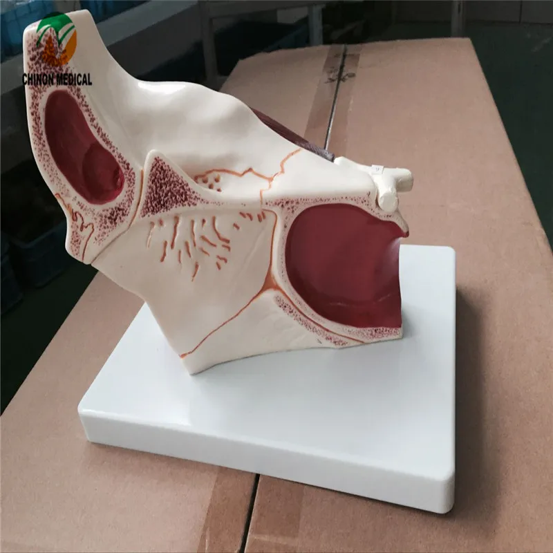 Шиньон высокое качество глаз и орбиты анатомическая модель для медиков