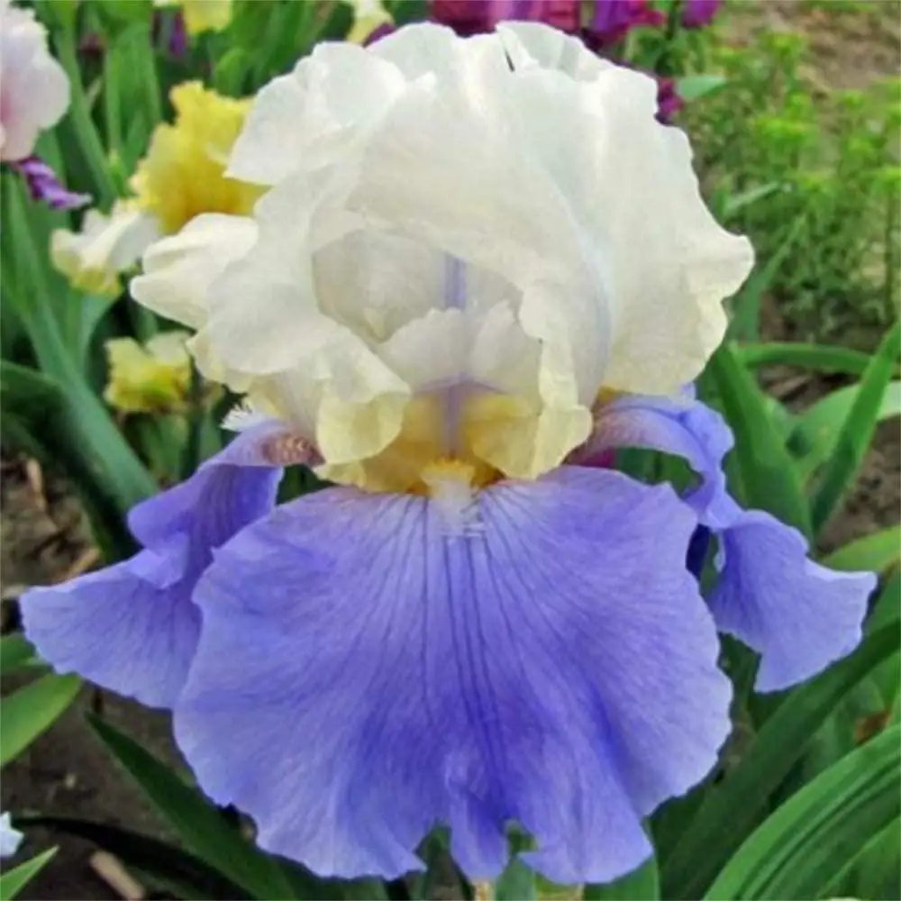 

10 Iris Bulb Greening Plants Rare Growing Rare Specie Nature Fragrant Impressive White Blue Outdoor Home Garden Pleasant Natural