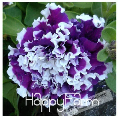 11 Лимонный ломтик Superbells calibachoa Petunia годовой цветок бонсай, 100 шт в упаковке, 24 цвета на выбор,# ZZSOIT - Цвет: 11