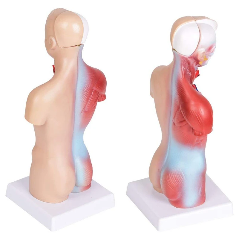 

Human Torso Body Anatomy Model Heart Brain Skeleton School Educational 11Inch