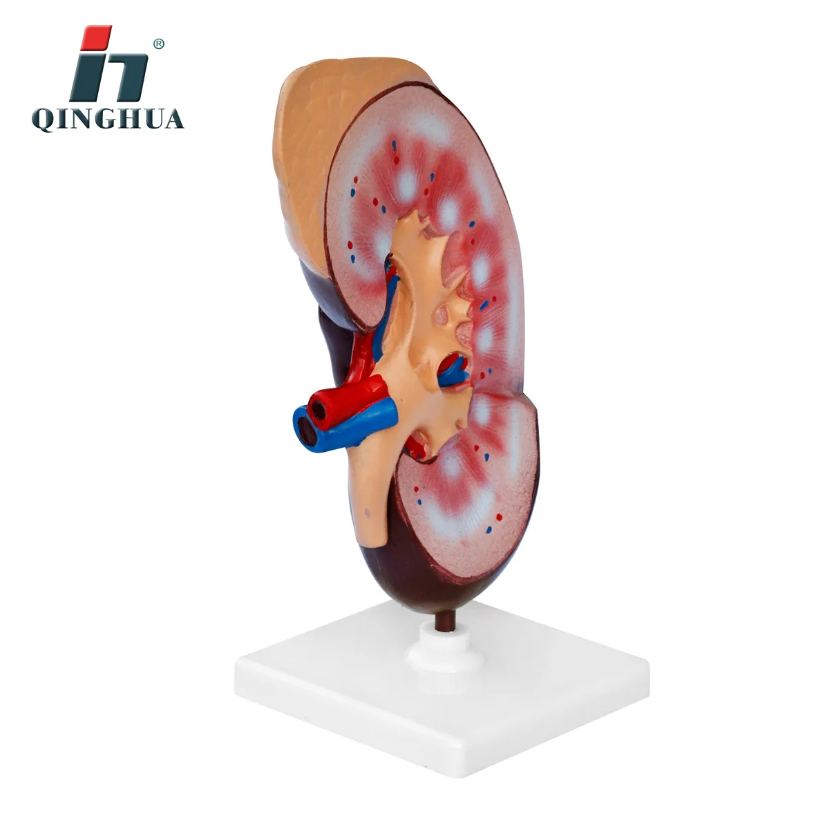 ПВХ почечная анатомическая модель почек анатомии человека органа медицинского