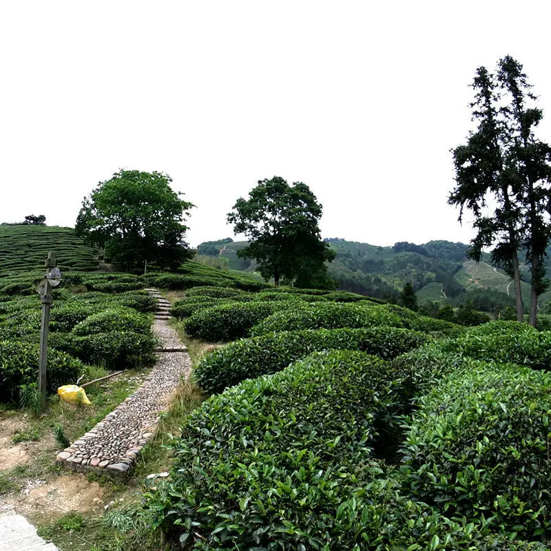 2021 Китай Da Hong Pao Oolong чай Китайский Большой красный халат сладкий вкус dahongpao