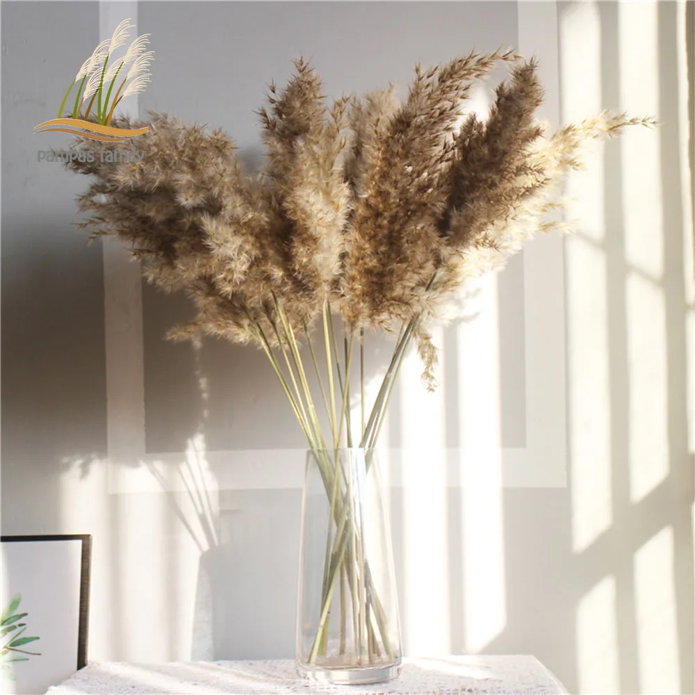 

Dried pampas grass decor plants light color natural phragmites wedding flowers bunch natural dried flowers with Plastic vase