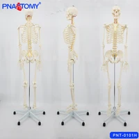 175cm human skeleton model skull spine anatomical model educational equipment medical sciences adult size pelvis bone anatomy