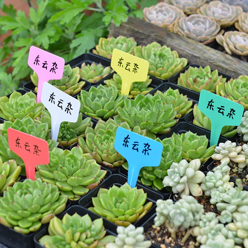 100 шт. яркие Пластиковые Т образные маркеры для сада|Маркеры растений| |