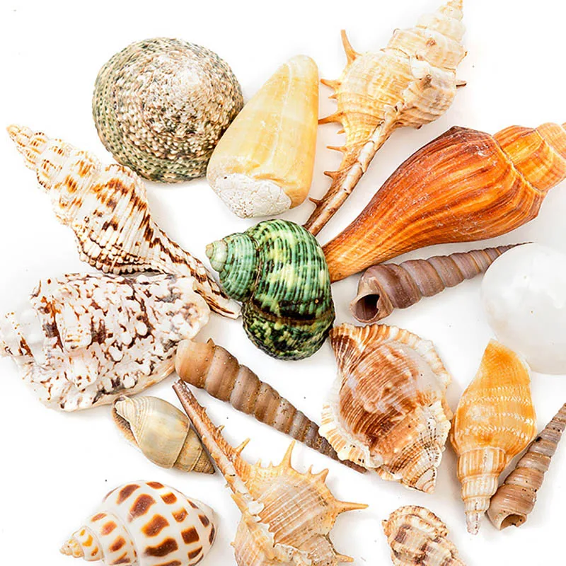 

50g Mix Natural Shells Mini Conch Corn Screw Wall Decoration Sea Shells Coquillage Beach Decor DIY Aquarium Landscape Crafts