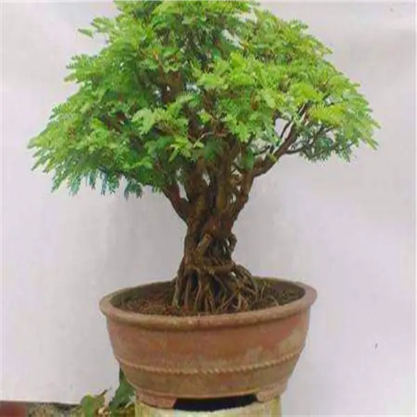 20 шт Albizia(акация) Julibrissin дерево(Мимоза/персидское шелковое дерево) мини цветок бонсай в горшках, diy домашний миниатюрный садовый завод