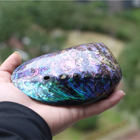 Раковина абалона натуральная ракушка крафт-бижутерия раковина домашнее