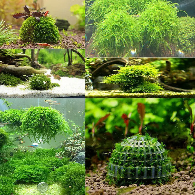 Мох Marimo фильтр для мячей живой аквариум рыб креветок домашний питомец | Дом и сад