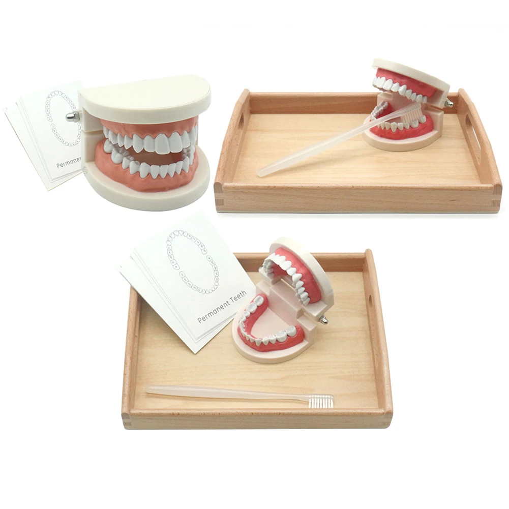 

Модель зубной щетки Монтессори для ухода за полостью рта, обучающая стандартная зубная резинка для школьников, обучающие игрушки для детей ...