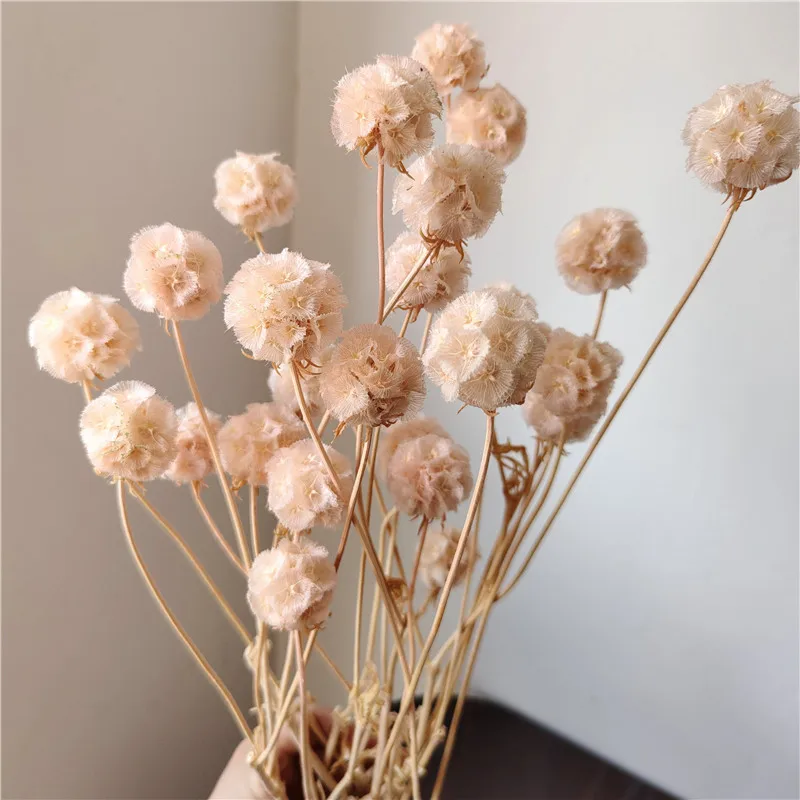 

18-20 Flower Heads/35CM,Nature Fresh Preserved Pristimera Cambododiana bouquet,display Flowers for Wedding Party Home Decoration