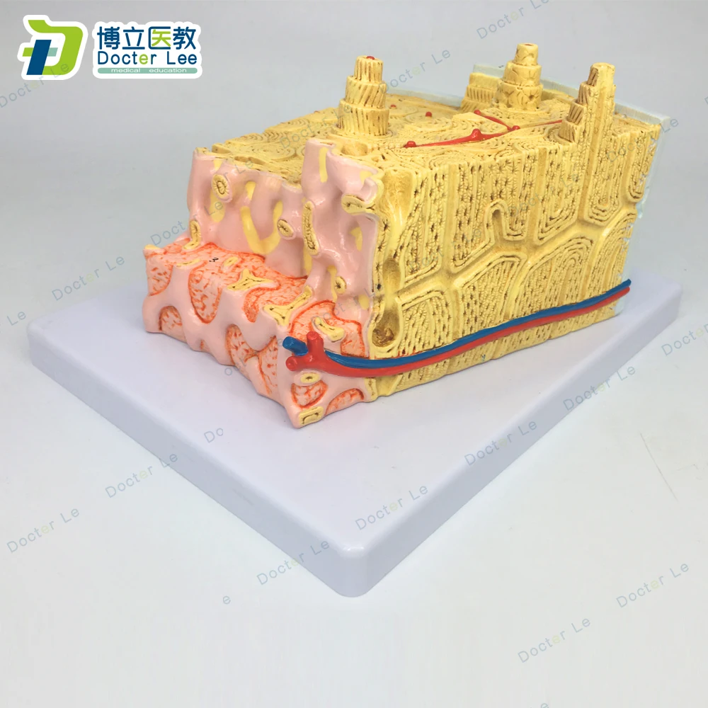 

Grey’s Anatomy Bone Structure Model Enlarged 80 Times Skeleton Education Anatomia Model and Biology