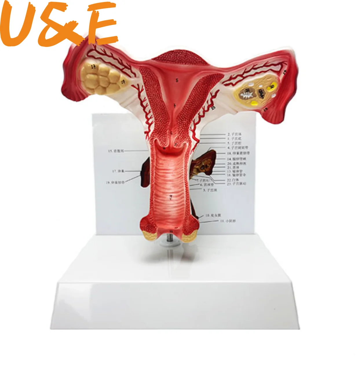 

Medical teaching of anatomical model of uterus and genitalia in family planning of human uterus and reproductive model MSZXT002