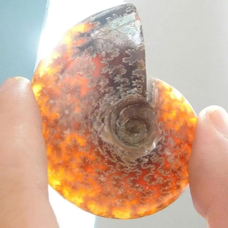 1 шт. натуральный 2 6 см 4 является допустимой радужные аммонита Ammolite Коллекционные