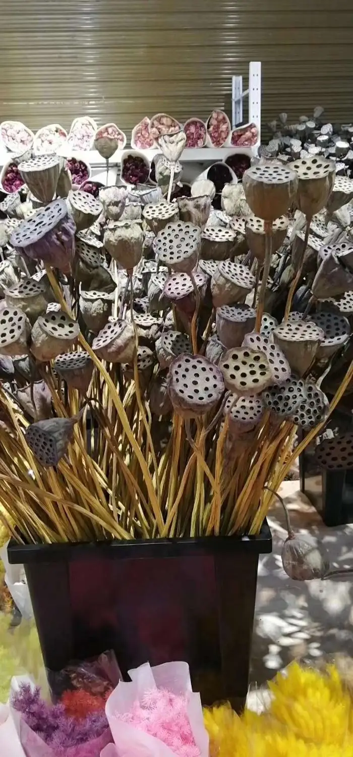 5 шт. сушеные натуральные фрукты лотоса маленькие Сухие растения Lotu для свадьбы