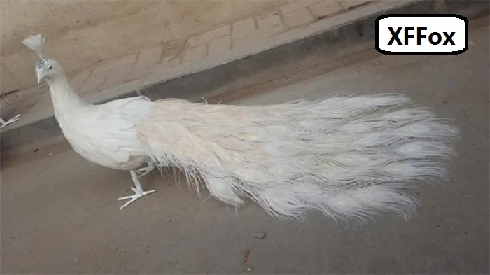 Modelo de pavo real encantador de la vida real, espuma y pluma torneada, p&aacute;jaro de pavo real blanco, regalo de alrededor de 80cm XD0071-1