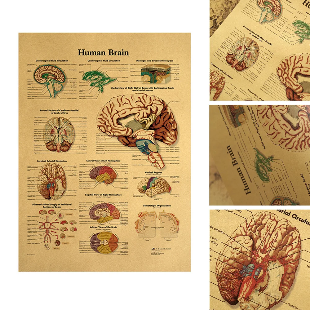 Мускулистая структура человеческого тела HD винтажный бумажный постер Бар