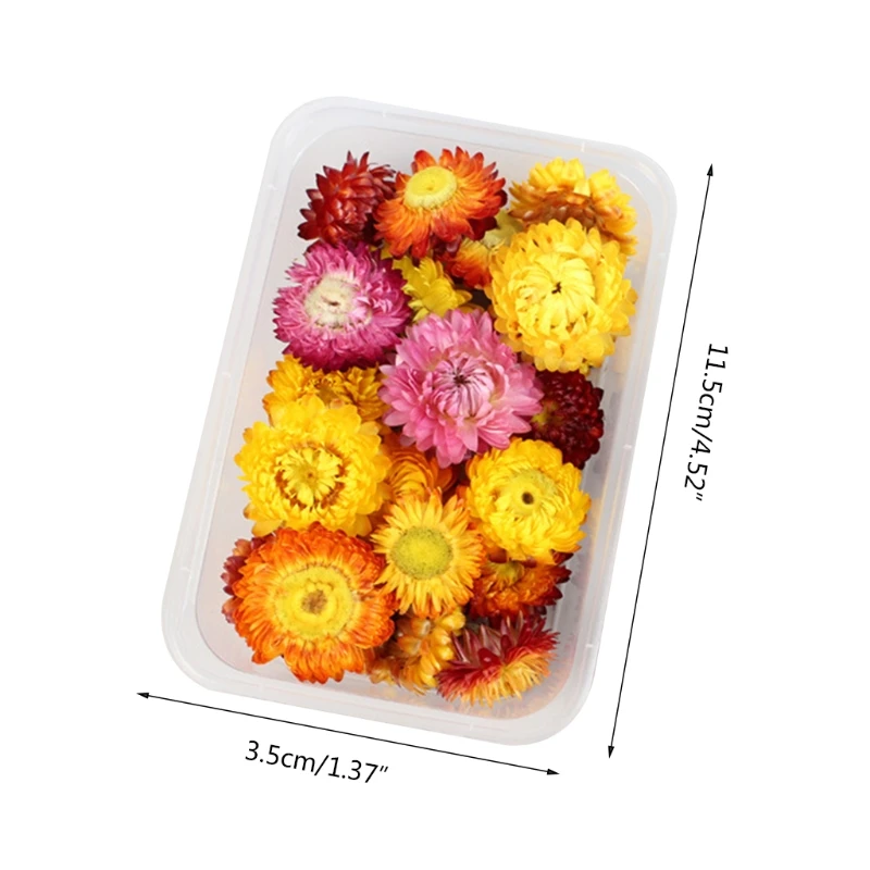 

1 Box Real Dried Pressed Flower Natural Pressed Flower for Scrapbooking DIY Candle Resin Jewelry Pendant Crafts Making