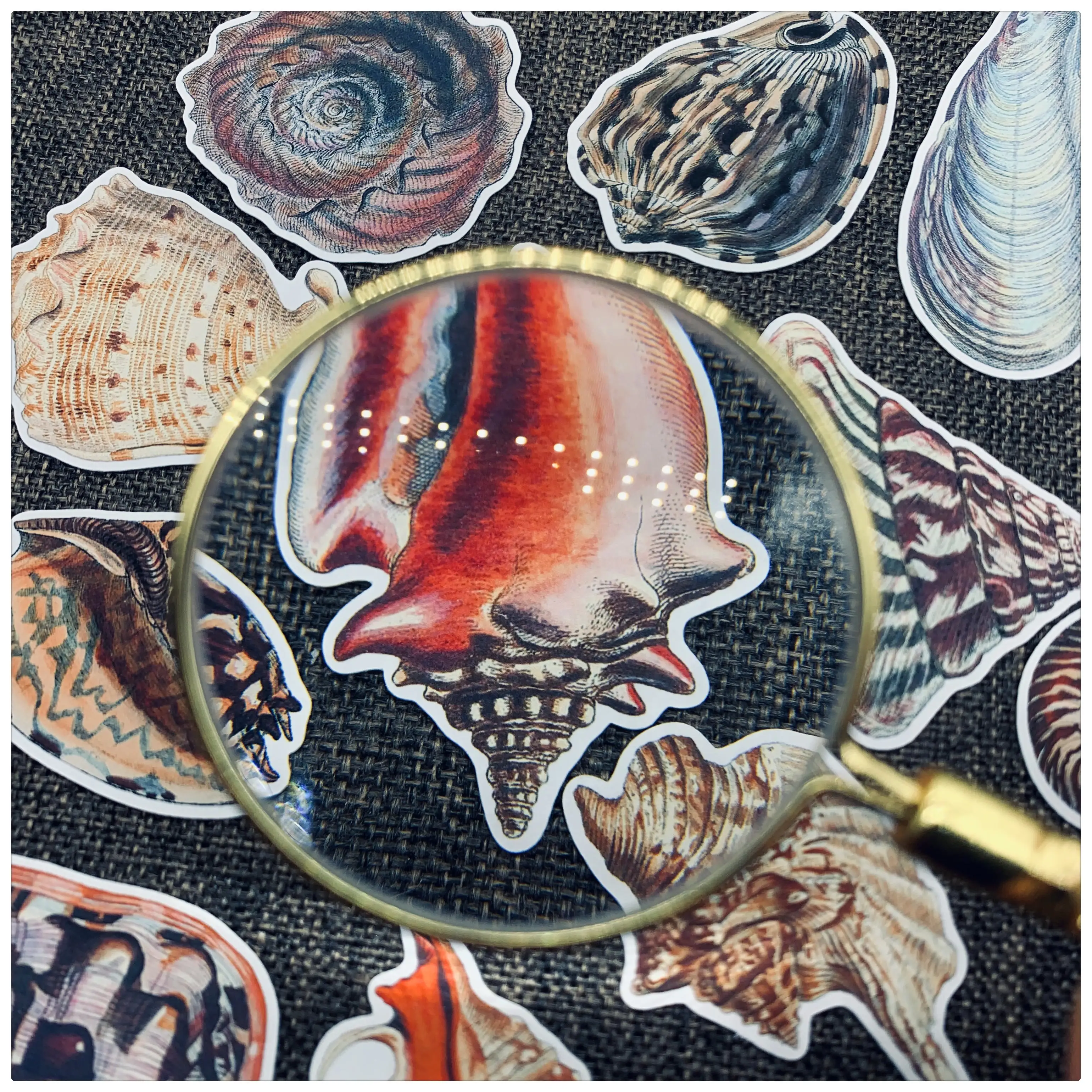 

28 шт. TN наклейки журнал винтажные раковины для скрапбукинга SeaSnail милые стикеры эстетику adesiv поставки журнала канцелярских принадлежностей