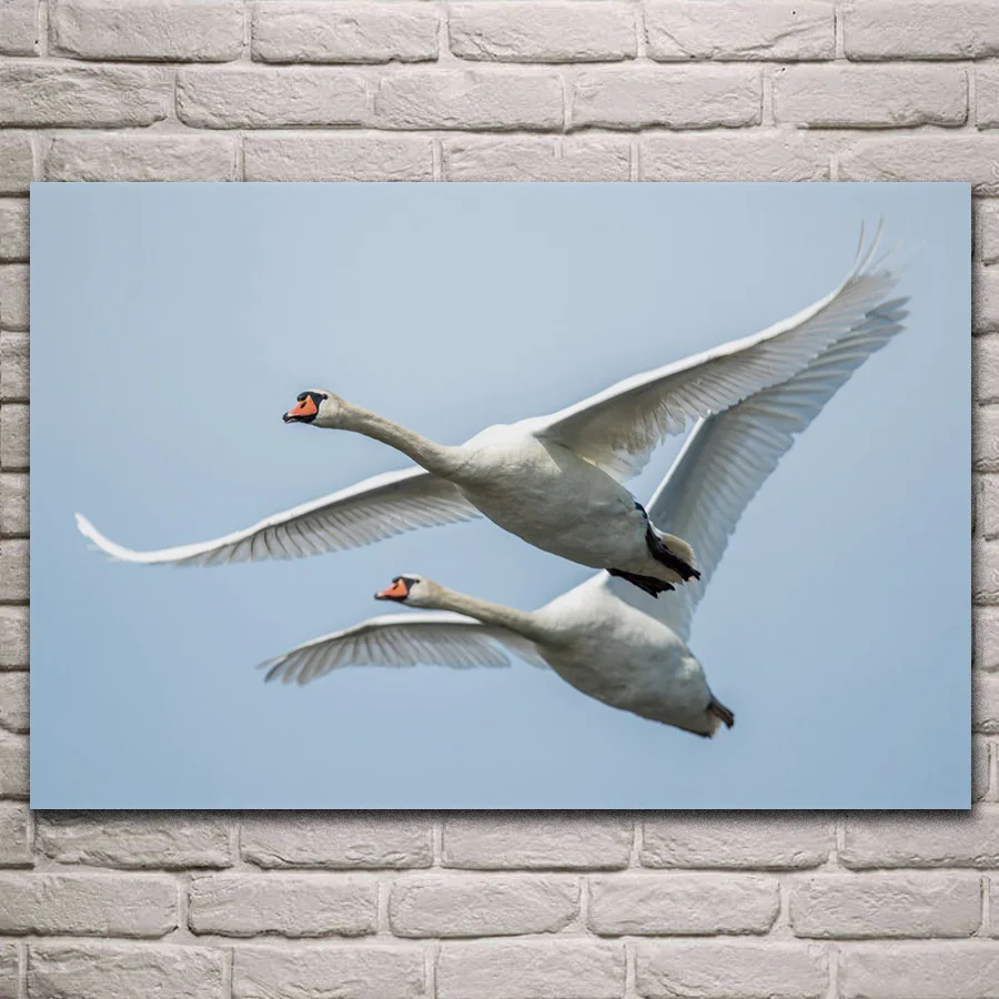 

swans couple birds wings sky flight nature animal fabric posters on the wall picture home art living room decoration KL665