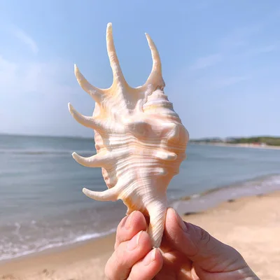 

Натуральные супер большие ракушки, ракушки, аквариумное украшение для аквариума, ландшафтное украшение для дома, украшение для платформы ...