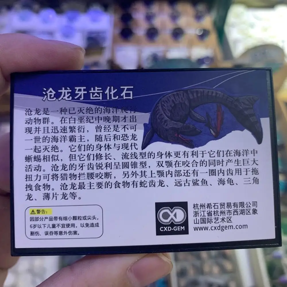 

Mosasaurus Teeth natural fossils stone for geology for collector