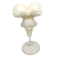 brainstem structure anatomy model educational learning display lab equipment for science use