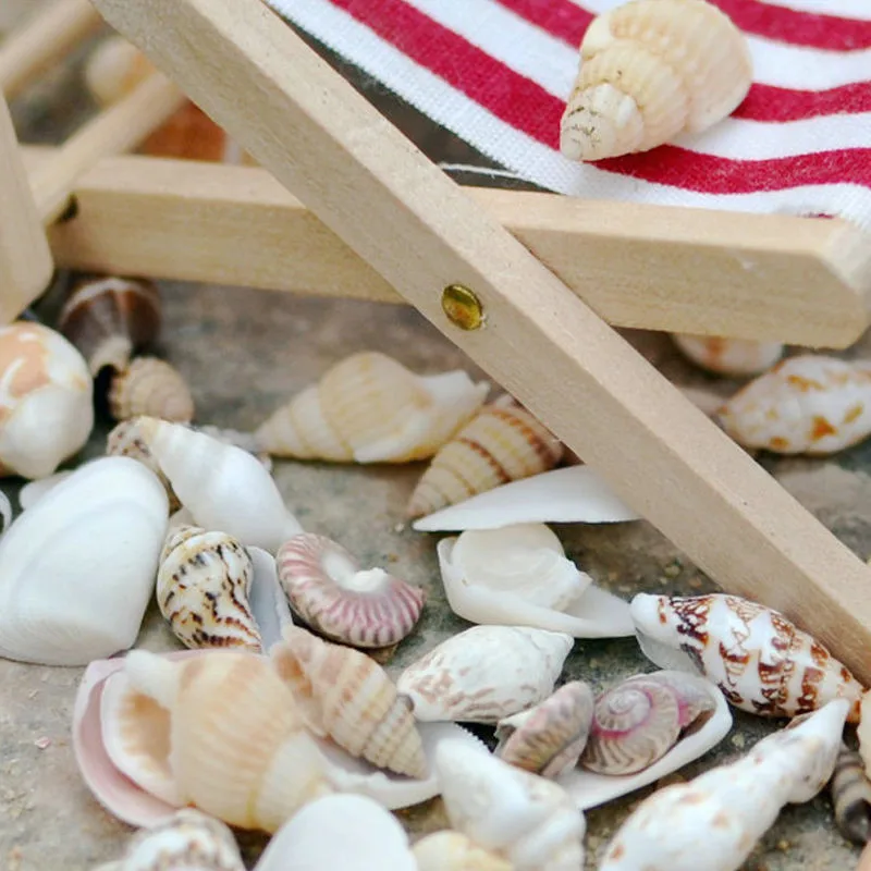 40pcs Beautiful Beach Mixed Sea Shell Real Mix Starfishes Shells Craft SeaShell Aquarium Decal Decor Crafts | Дом и сад