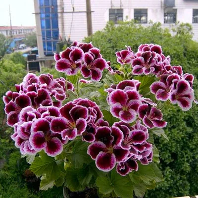 100 шт./пакет Разноцветные Цветок герани flores бонсай растения красивые цвета радуги с цветочным рисунком растения для дома и сада - Цвет: Золотой