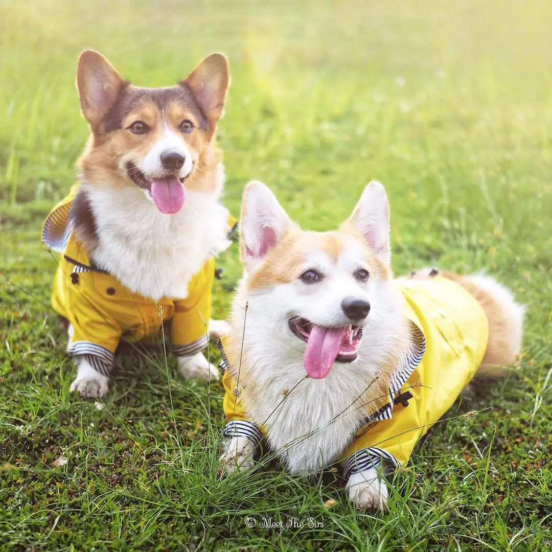 

Dog Clothes Waterproof Pet Striped Hoodie Puppy Fashion Raincoat Dog Outdoor Travel Windproof Jacket Corgi Costume Accessories