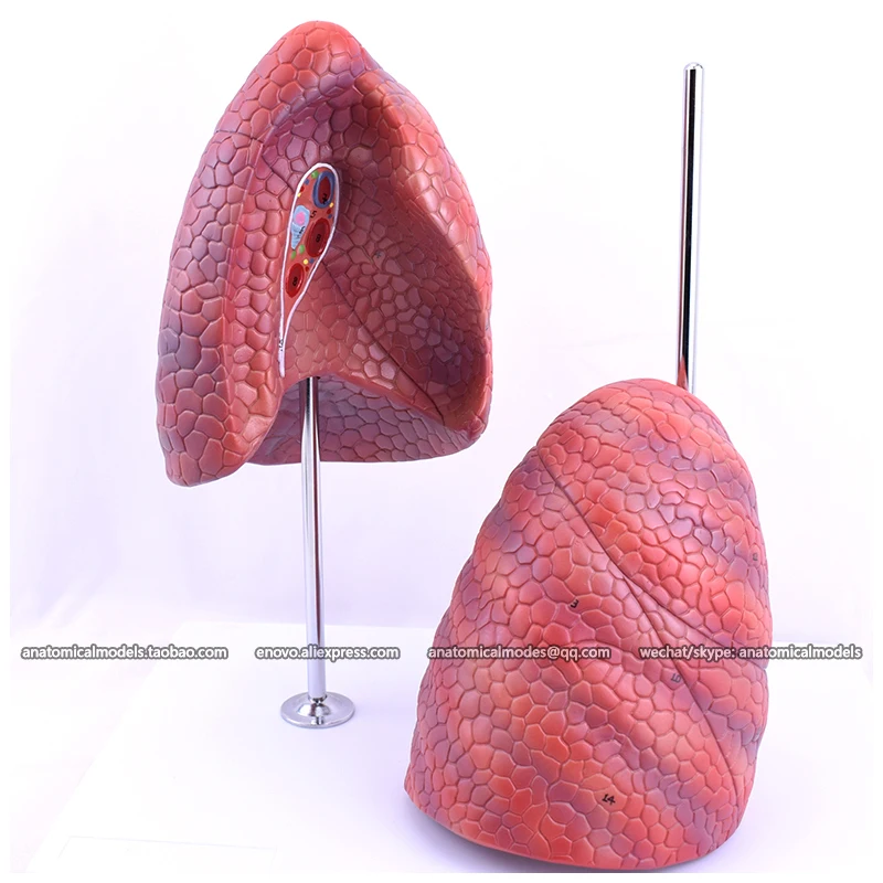 

12045/ Human Lung Model for Teaching