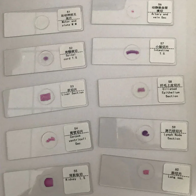 100 шт. научное образование биологическая плантация|Образовательное