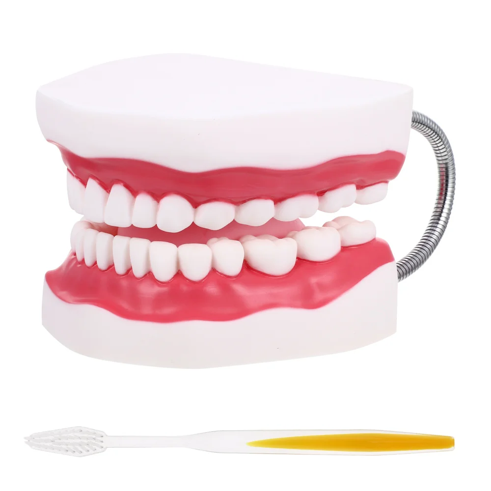 

1 Set Standard Teeth Model Tooth Brushing Model Typodont Demonstration
