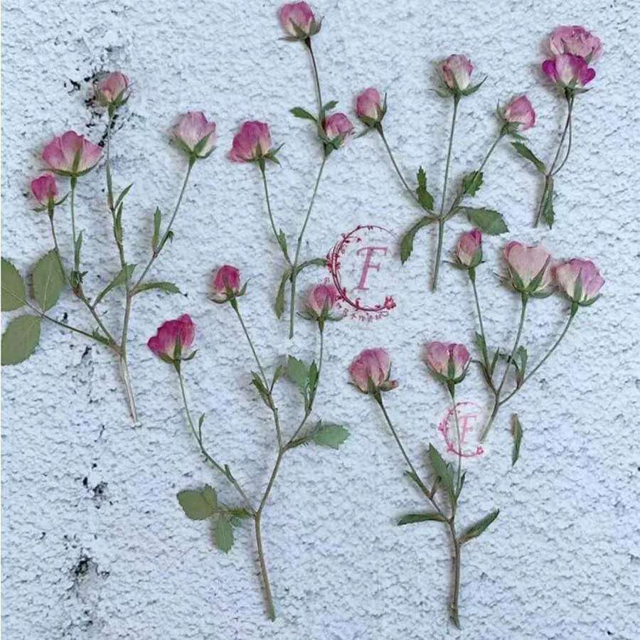 120 шт. бутоны прессованный высушенный 5 8 см розовый стебель цветочных растений