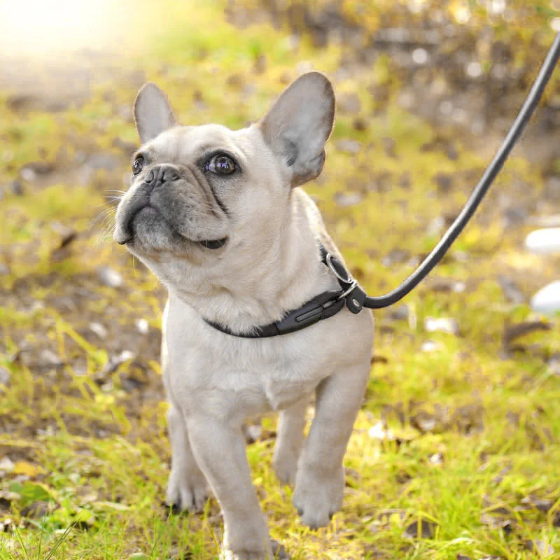 Товары для маленьких питомцев двусторонний поводок собак нулевой