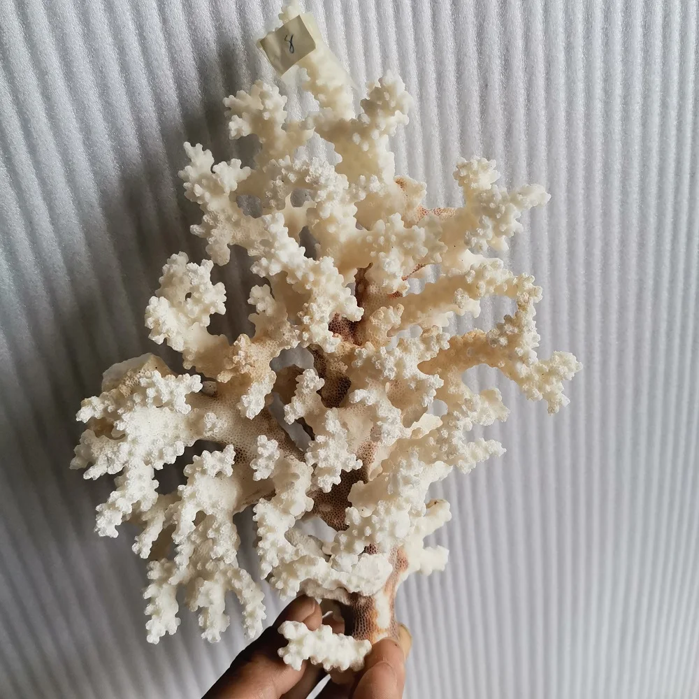 

Natural Coral Decor Seabed Stone Ocean Fish Tank Aquarium Decoration Landscaping Wedding Platform Decoration