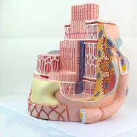 35cm Microanatomic skeletal muscle fibers model MICRO anatomy model 40000 times Medical display teaching
