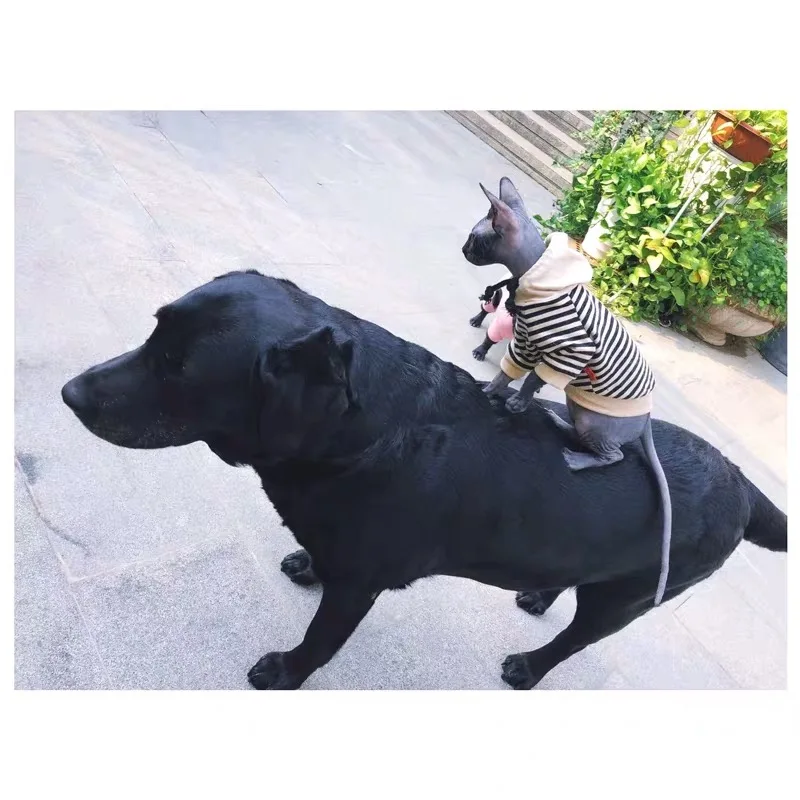 Французский бульдог зимняя теплая толстовка с капюшоном Одежда для животных