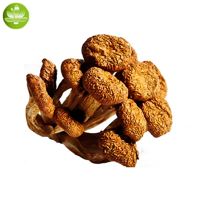 

Nameko Mushroom,Dried Pholiota Nameko Mushroom,Pholiota Nameko,Nameko Mushroom,Canned Nameko Mushroom,Hua Zi Gu Powder