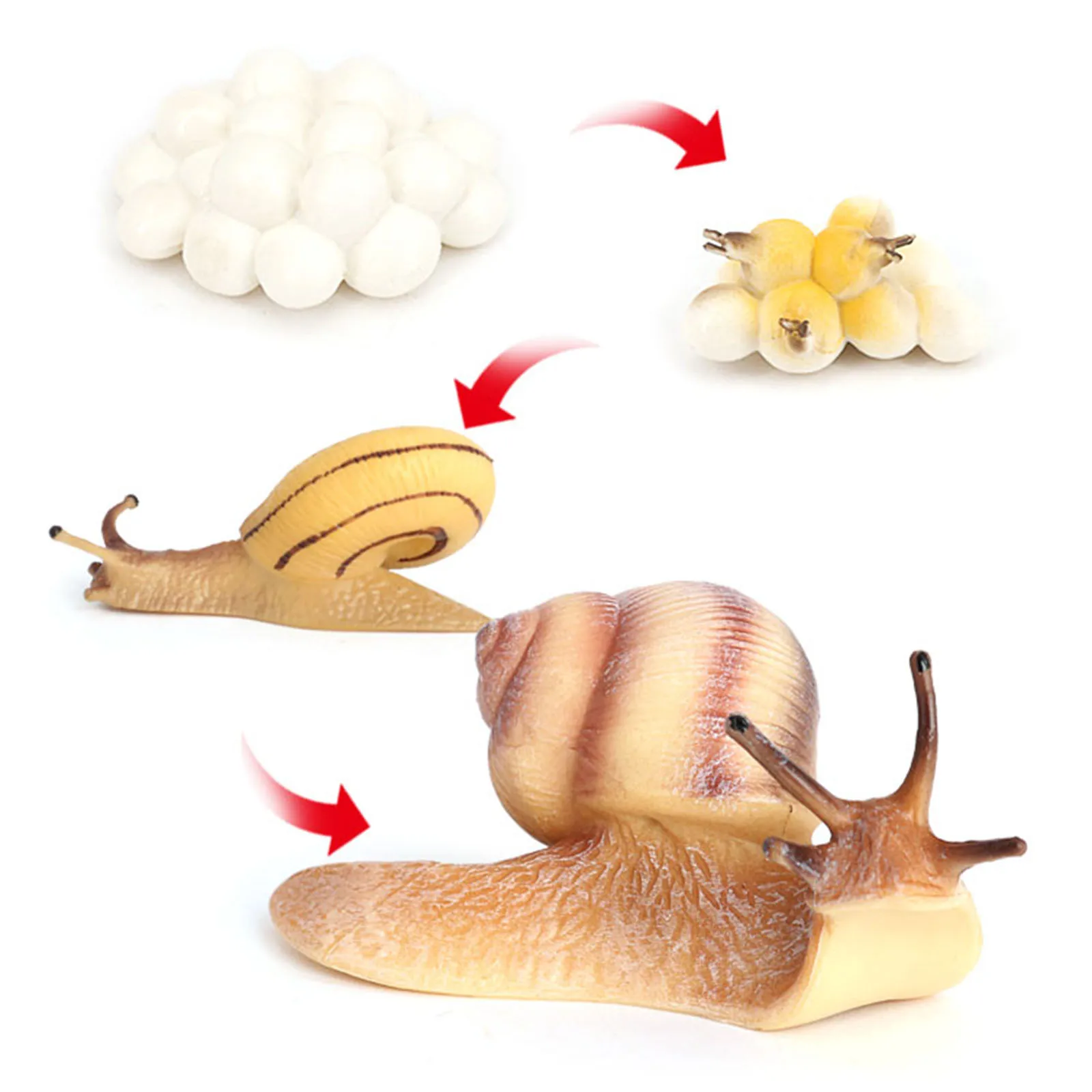 

Insect Growth Cycle Model Life Cycle of Snail Animal Model Action Figure