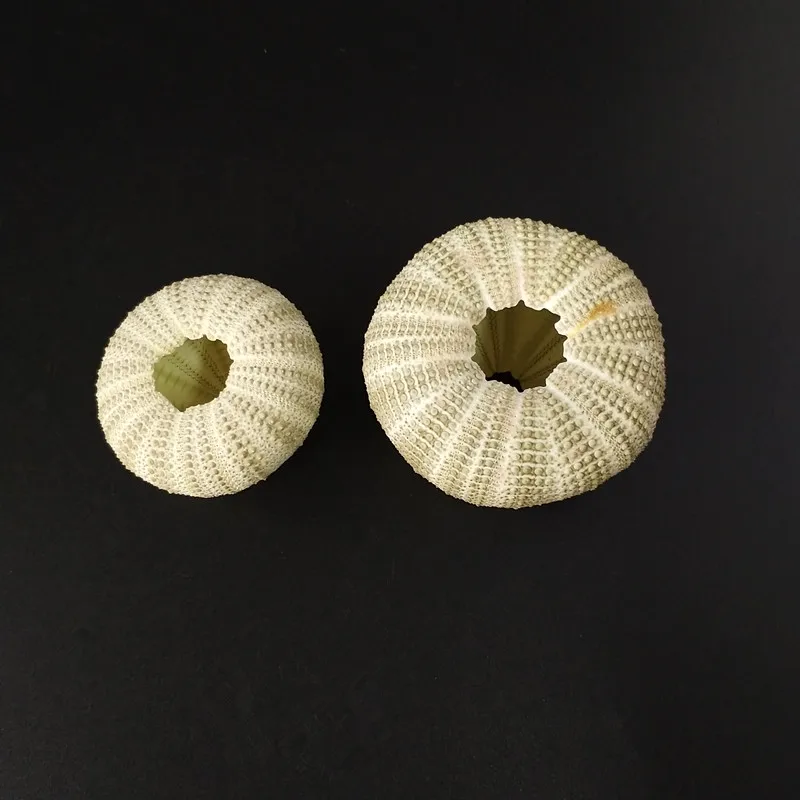 10 шт./лот натуральная маленькая зеленая морская урчина раковина морской океан