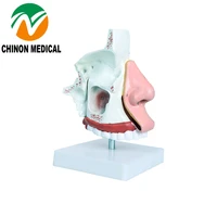 chinon nasal anatomy model medical science student teaching tools medical supplies human nose anatomical model bix a1059