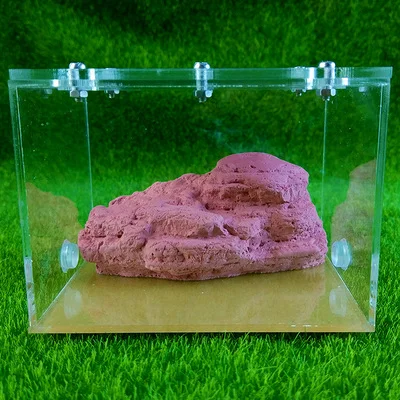 Маленькие муравьиные фермы Муравьиное гнездо для молодых колоний|Товары